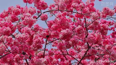 春天盛开的樱花景观